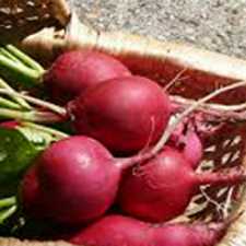 Radish - German Giant